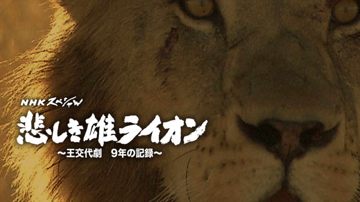 NHKスペシャル 悲しき雄ライオン~王交代劇 9年の記録~ [DVD](品)