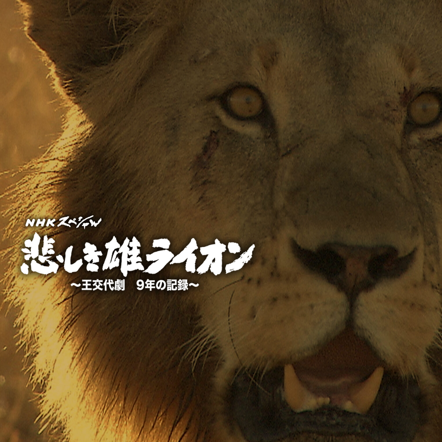 lion_2_3-1525x1525.jpg